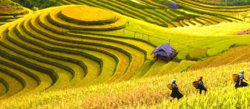 Champs en terrasses spectaculaires de Hoang Su Phi