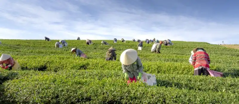 Circuit culturel au Vietnam sur mesure