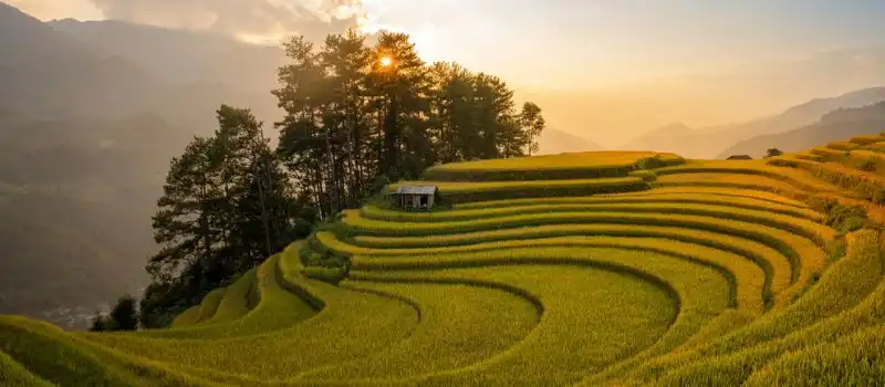 Beaut&eacute; des vague d&rsquo;or Mu Cang Chai