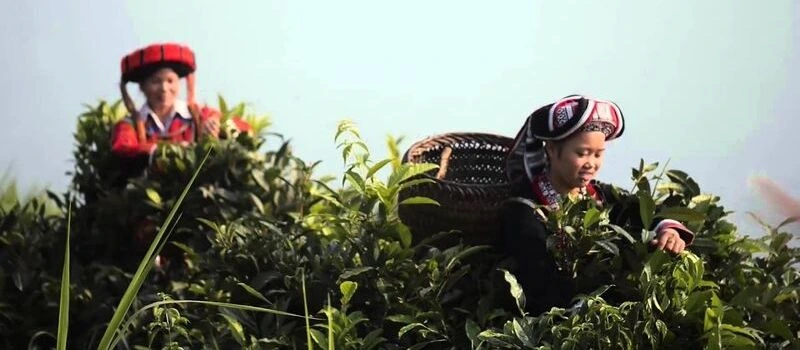 colline-de-the-a-ban-lien