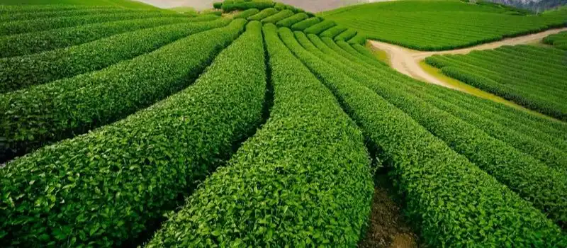 Colline de th&eacute; Dong Giang