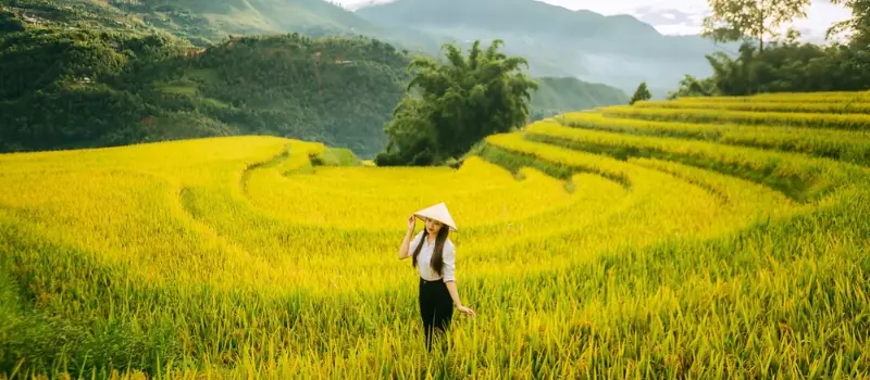 D&eacute;couvrir la magie des rizi&egrave;res en terrasse de Sapa