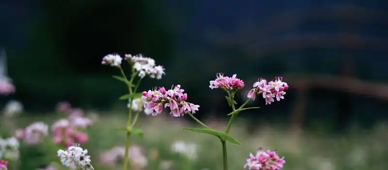 Delta du Fleuve Rouge