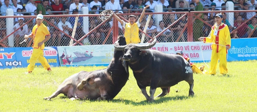 F&ecirc;te de combat de buffles &agrave; Do Son