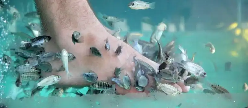 Dr. Fish Massage Cambodge