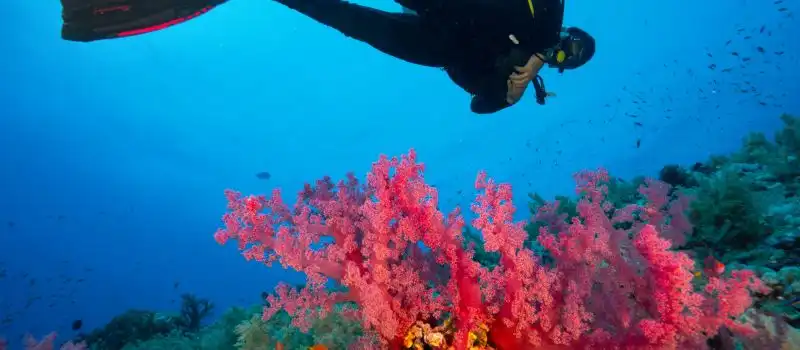 Exploration de la biodiversit&eacute; marine de la baie Halong