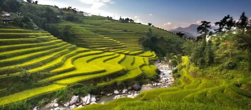 Explorer la nature abondante du Vietnam