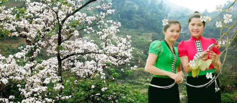 Festival des fleurs de bauhinie blanche