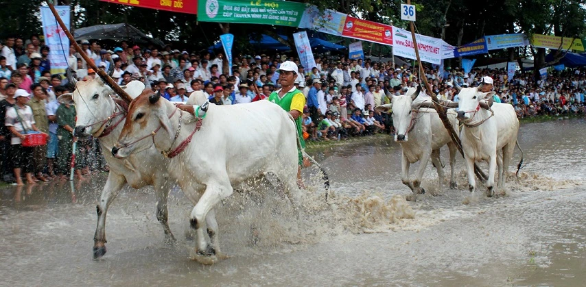 Fête de Dolta et course de bœufs Fête de Dolta et course de bœufs
