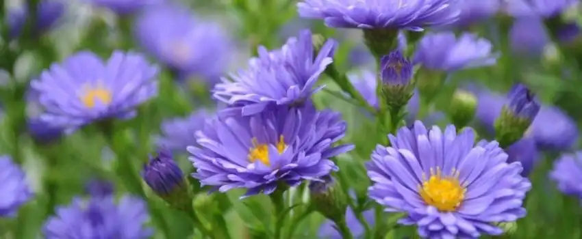 Fleur de bruy&egrave;re