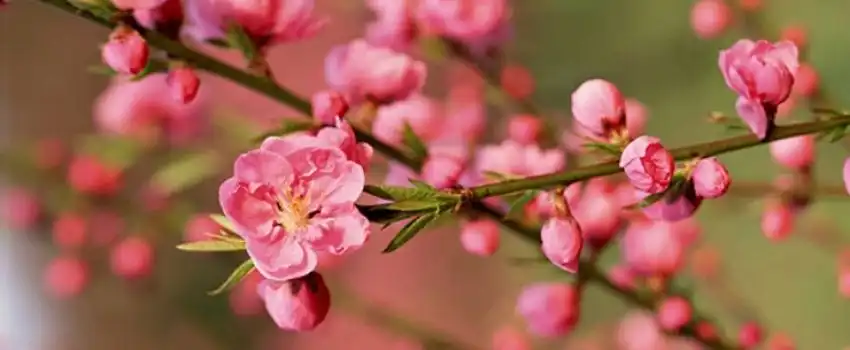 Fleur de p&ecirc;cher