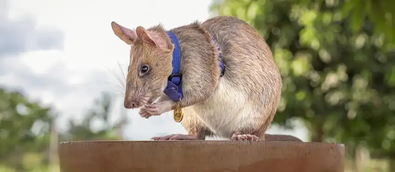 HeroRats