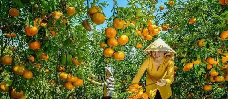 Cueillir des fruits dans le delta du M&eacute;kong