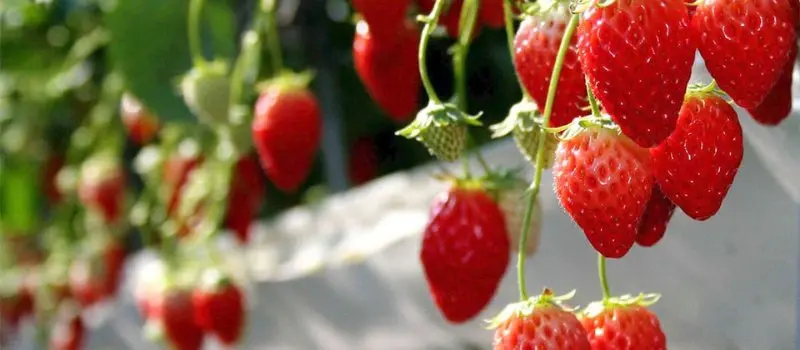 Jardins de fraises de Da Lat