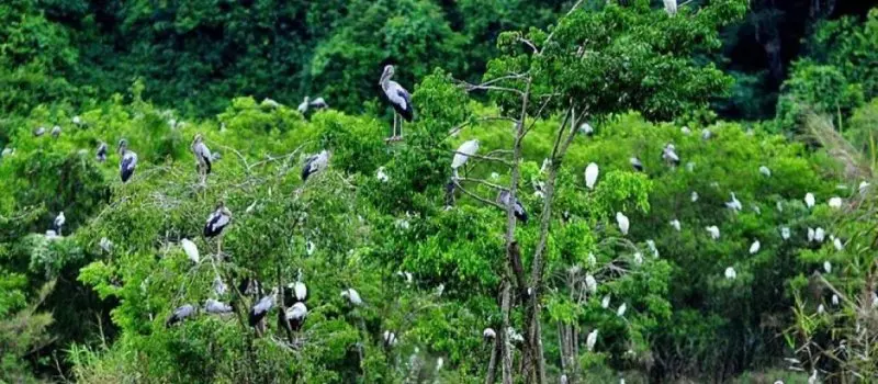 Parc national de Cuc Phuong