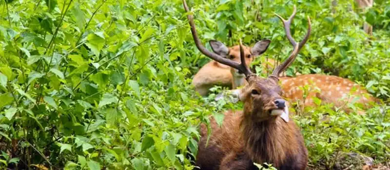 Parc national de Cat Ba