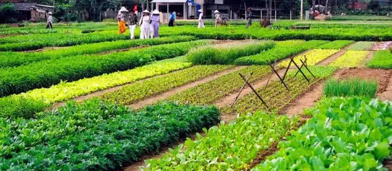 Village de l&eacute;gumes de Tra Que
