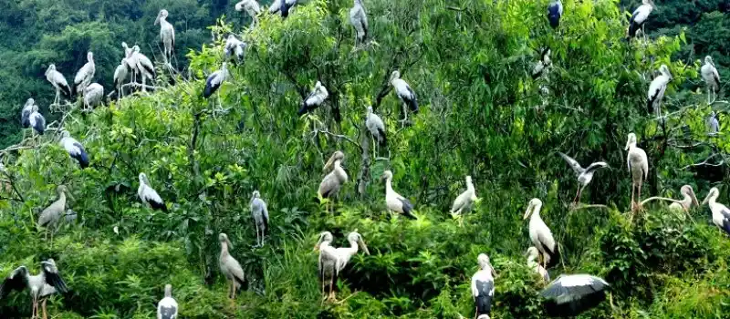 Jardin des oiseaux de Thung Nham