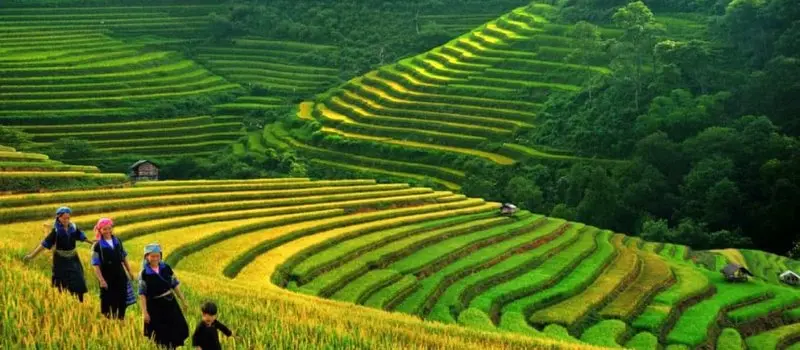 Sapa en &eacute;t&eacute;