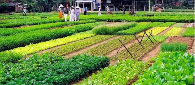 Village de l&eacute;gumes de Tra Que