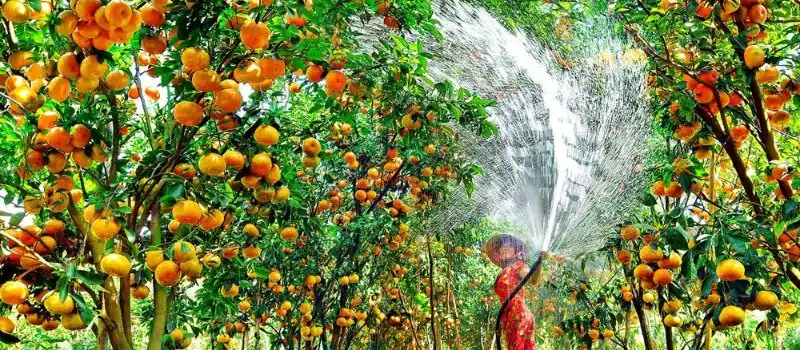 Verger fruitier dans le delta du M&eacute;kong