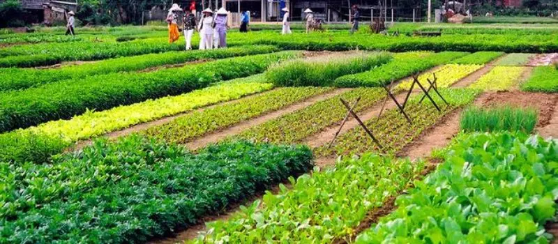 Village de l&eacute;gumes de Tra Que