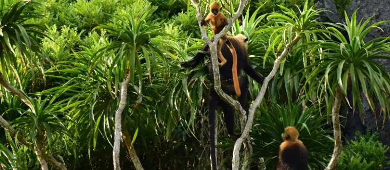 Faune et flore du parc national de Cat Ba