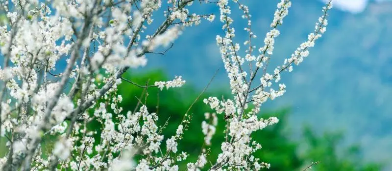 Mai Chau en d&eacute;cembre
