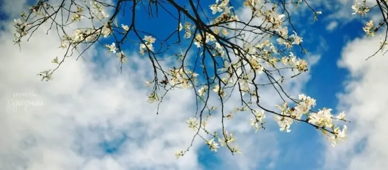 Visite Da Lat en janvier, voyage sur mesure au Vietnam