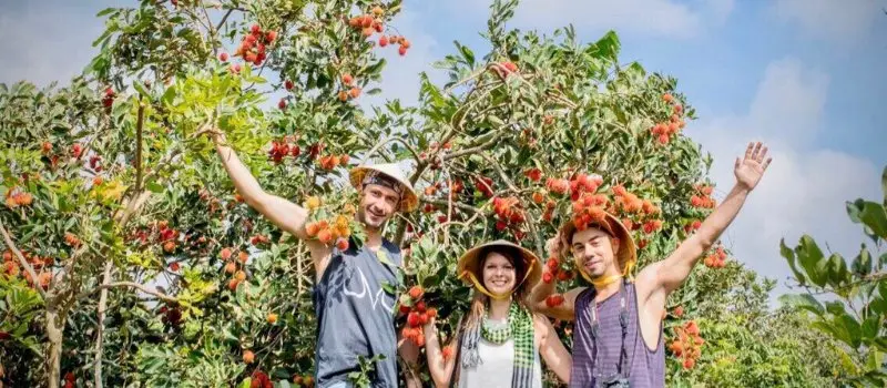 D&eacute;gustez les fruits tropicaux frais dans le verger