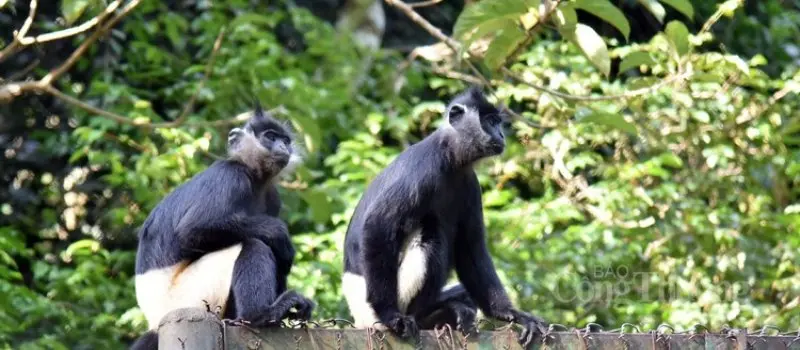 Parc national de C&uacute;c Phương