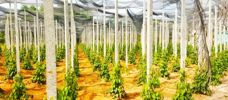 Visite des fermes de poivre et de caf&eacute;