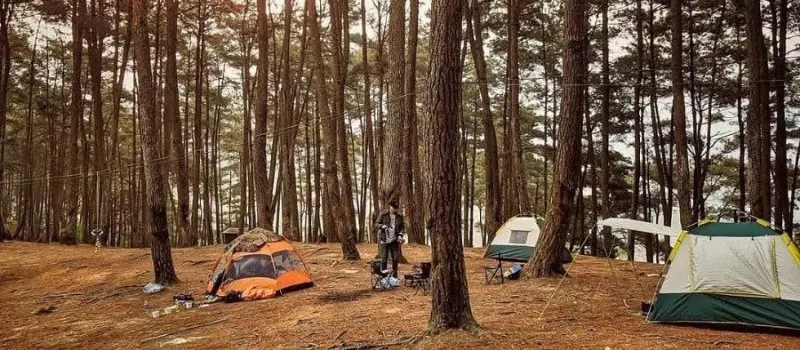 For&ecirc;t de pins de Yen Minh