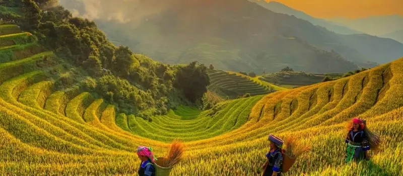 Rizi&egrave;res en terrasse Tu Le