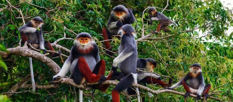 Parc national de Cuc Phuong