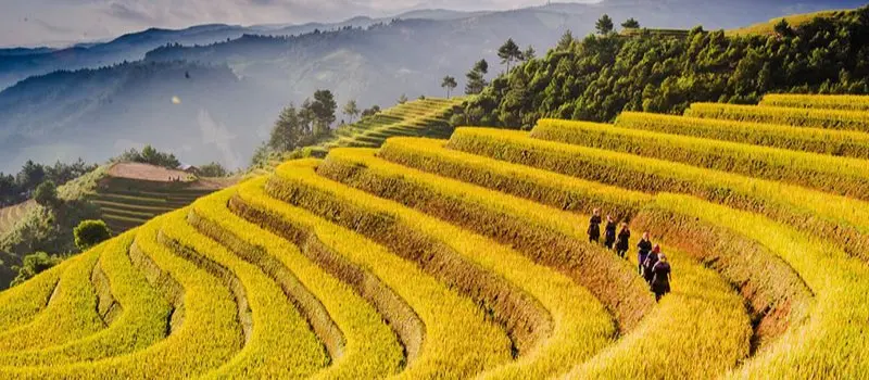 Meilleures randonn&eacute;es &agrave; Mu Cang Chai