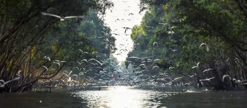 Parc national de Tram Chim, Dong Thap