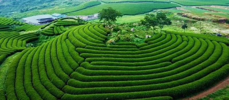 Voyage au Vietnam hors des sentiers battus &agrave; la d&eacute;couverte de Moc Chau