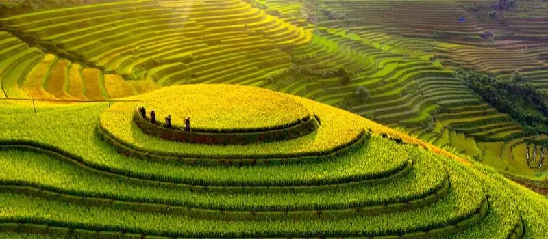 Rizi&egrave;res en terrasses &agrave; Mu Cang Chai