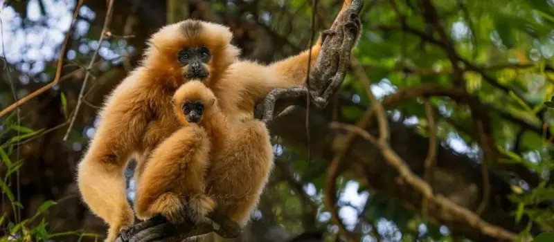 Parc national de Cat Tien, Vietnam
