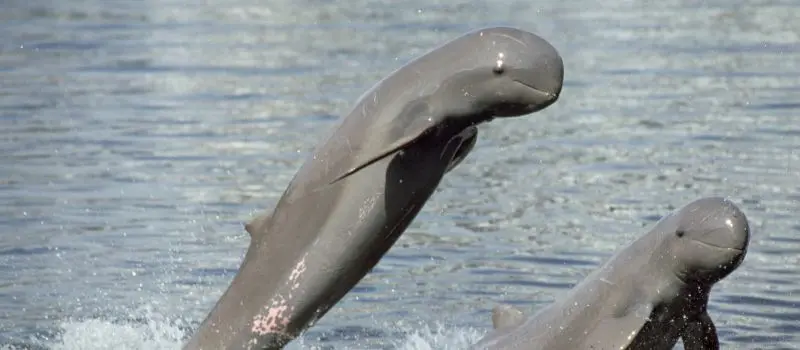 Circuit D&eacute;couverte Kratie avec notre agence de voyage au Cambodge