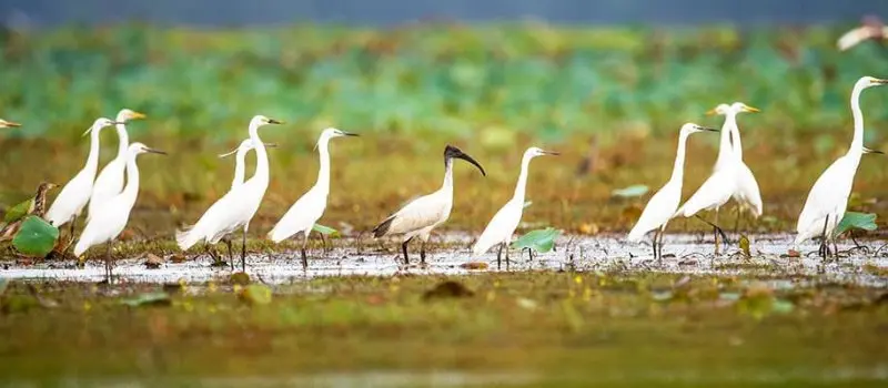 Parc national Tram Chim