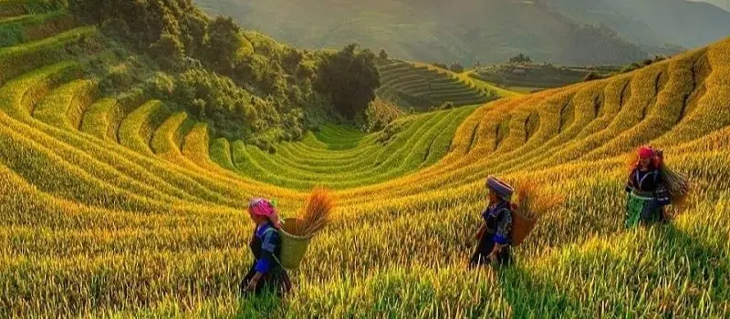 Circuit au Vietnam sur mesure &agrave; la d&eacute;couverte Hoang Su Phi