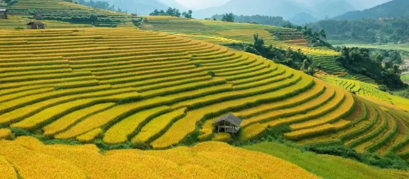 Admirer rizi&egrave;res en terrasses​ Sapa avec un Guide francophone au Vietnam