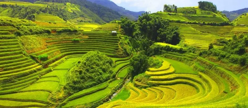 Rizi&egrave;res en terrasses &agrave; Mai Chau