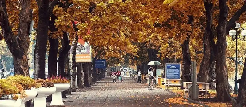 Feuilles dor&eacute;es