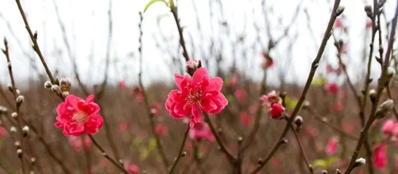 Hano&iuml; - Printemps des fleurs de p&ecirc;cher