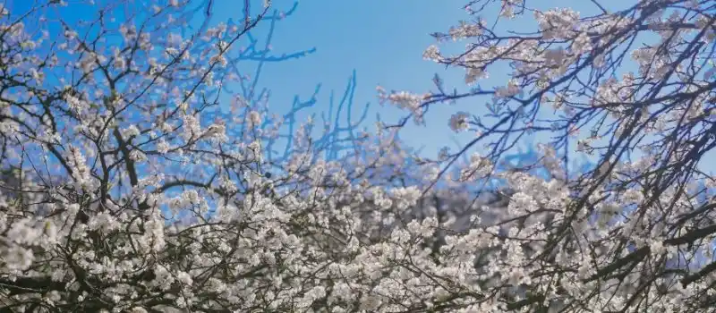 Tam Dao &ndash; Fleurs de prunier et de p&ecirc;cher