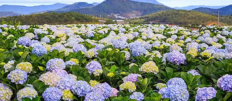 Da Lat &ndash; La ville des mille fleurs