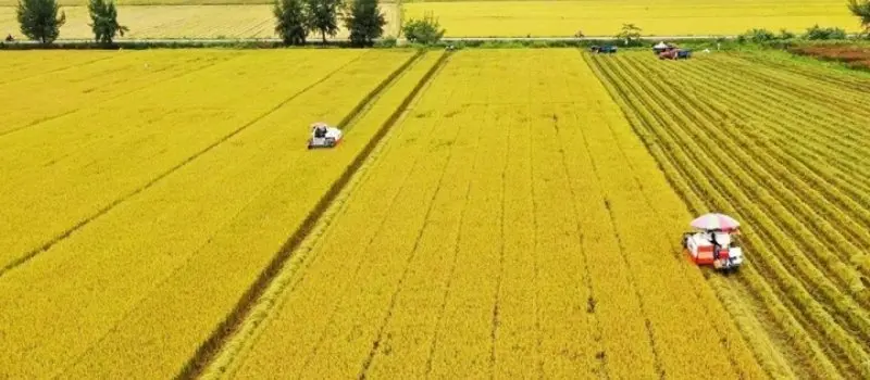 Delta du M&eacute;kong - Grenier agricole essentiel